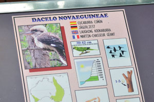 The information panel reads “Dacelo novaeguineae”
