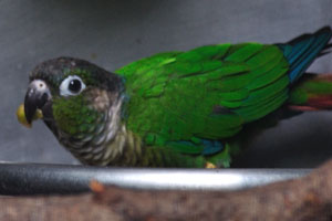The green-cheeked conure or green-cheeked parakeet “Pyrrhura molinae restricta”