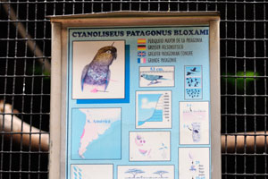 The information panel reads “Cyanoliseus patagonus bloxami, greater Patagonian conure”