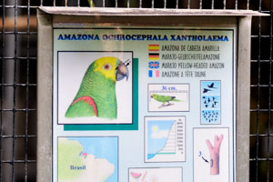 The information panel reads “Amazona ochrocephala xantholaema, Marajo yellow-headed amazon”