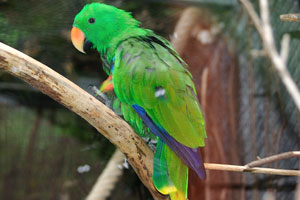 This male parrot belongs to the “Eclectus parrot” species