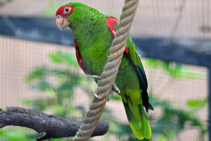 The red-spectacled amazon “Amazona pretrei” is a species of parrot in the family Psittacidae