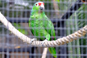 The Salvin's amazon parrot “Amazona autumnalis salvini”