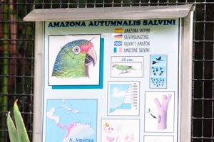 The information panel reads “Amazona autumnalis salvini, Salvin's amazon”