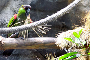 The maroon-fronted parrot “Rhynchopsitta terrisi”