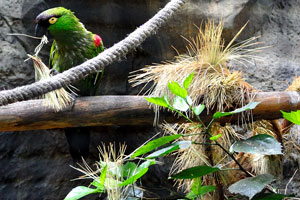 The special natural environment with pine needles was created in the park for the maroon-fronted parrot