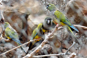 The burrowing parrot “Cyanoliseus patagonus patagonus”, also known as the Patagonian conure