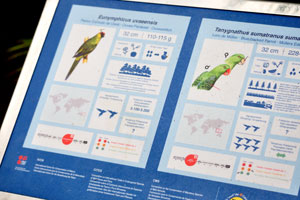 The information panel reads “Tanygnathus sumatranus sumatranus, Blue-backed Parrot”