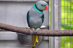 The blue-winged parakeet, also known as the Malabar parakeet “Psittacula columboides”