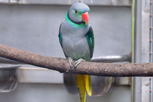 The blue-winged parakeet is a species of parakeet endemic to the Western Ghats of southern India