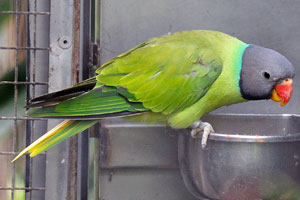 The grey-headed parakeet “Psittacula finschii”