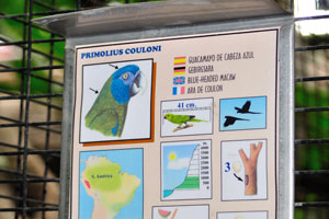 The information board reads “Primolius couloni, Blue-headed macaw”