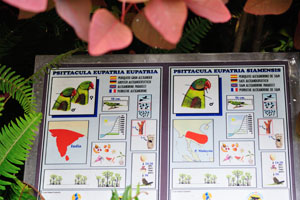 The information panel reads “Psittacula eupatria eupatria, Alexandrine parakeet” and “Psittacula eupatria siamensis, Siam Alexandrine parakeet”
