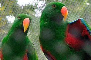 The eclectus parrot “Eclectus roratus” is unusual in the parrot family for its extreme sexual dimorphism of the colours of the plumage