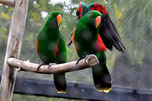 The male of eclectus parrot “Eclectus roratus roratus” has a mostly bright emerald green plumage