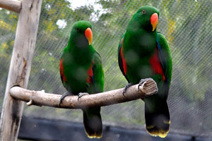 The eclectus parrot is the most sexually dimorphic of all the parrot species