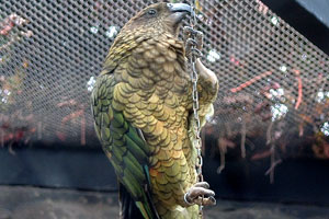 The kea “Nestor notabilis” is mostly olive-green with a brilliant orange under its wings