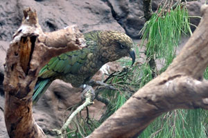 The kea “Nestor notabilis” has mostly olive-green plumage with a grey beak having a long, narrow, curved upper beak