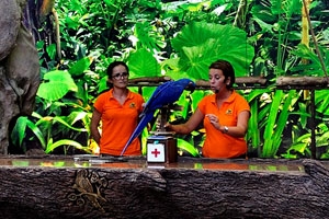 Blue macaw is performing on the Loro show