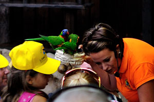 Rainbow lorikeet parrots are flying on the Loro show