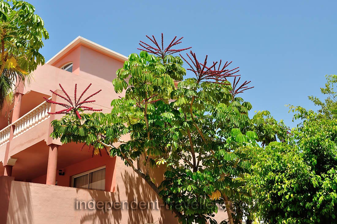 An exotic tree grows on Paseo los Morritos