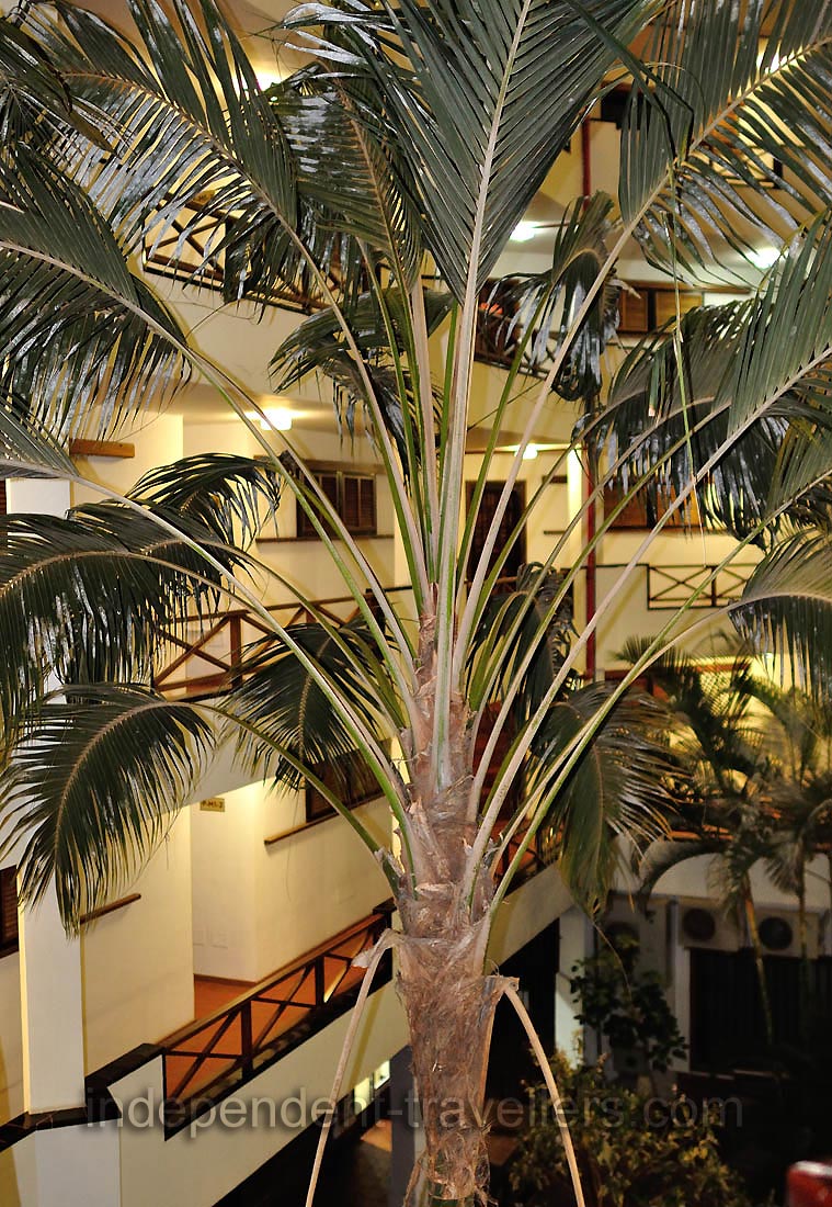 A wonderful palm tree grows inside the &ldquo;San Marino Holidays&rdquo; apartment complex