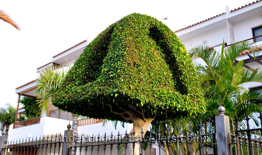 A fabulously trimmed ficus tree grows on the territory of HG Cristian Sur Apartments