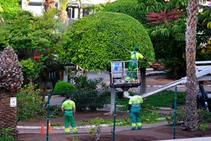 Three employees of city services are trimming a ficus tree near the “San Marino Holidays” apartment complex