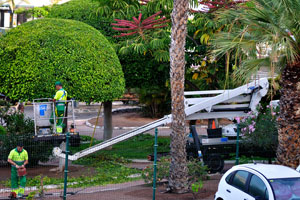 A special vehicle is used for trimming a ficus tree near the “San Marino Holidays” apartment complex