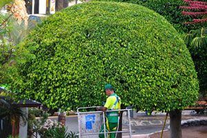 One more ficus tree is almost trimmed and pruned near the “San Marino Holidays” apartment complex