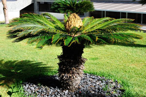 Sago palm “Cycas revoluta” is often used in landscape gardening of the city