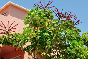 An exotic tree grows on Paseo los Morritos