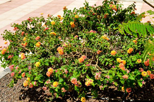 A flowering shrub blooms on Paseo los Morritos