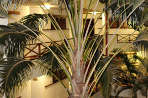 A wonderful palm tree grows inside the “San Marino Holidays” apartment complex