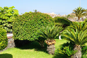 Many exotic plants grow on Paseo de Las Vistas