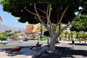 A ficus tree grows on Avenida de Los Playeros