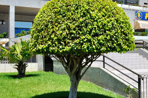 A neatly trimmed ficus grows near Valdés Center shopping mall