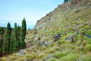 Pinus canariensis, the Canary Island pine, is a species of gymnosperm in the coniferous family Pinaceae