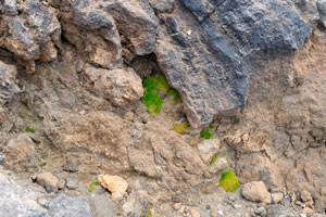 Tiny shrubs of green grass grow on the red-black rock of Mount Teide