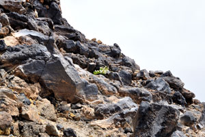Tiny shrubs of green grass bloom with white flowers on the red-black slope of Mount Teide