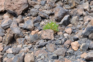 There are no rich diversity of vegetation on Mount Teide in August yet some flowers can be found