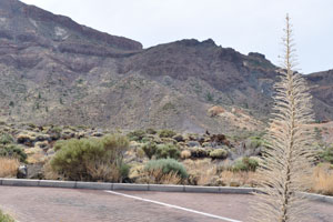 The withered plant is in focus on the background of Teide National Park which is out of focus