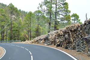 The Canary Island pines “Pinus canariensis” grow along TF-21 winding road