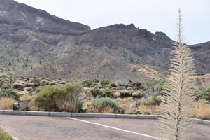 The withered plant is out of focus on the background of Teide National Park which is in focus