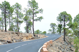 TF-21 winding road goes through the “Pinus canariensis” coniferous groves