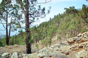 The pine forests of Tenerife