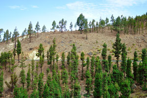 The forested slopes