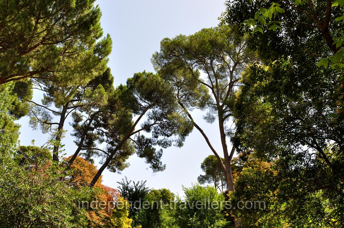 The canopies of coniferous trees give a dense shadow