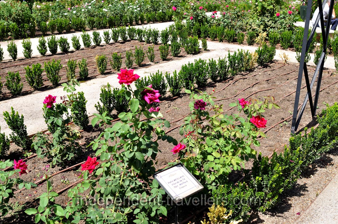 Rose &ldquo;Papa Meilland&rdquo; Híbrido de Té (obt. Meilland Francia) grows in La Rosaleda