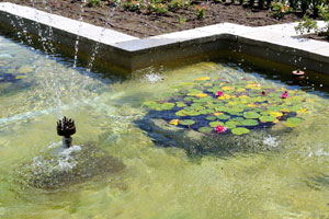 Water lilies grow in the fountain of La Rosaleda